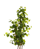 Künstliche Weinrebe - Roman auf transparentem Hintergrund mit echt wirkenden Kunstblättern in natürlicher Anordnung. Künstliche Weinrebe - Roman hat die Farbe Natur und ist 120 cm hoch. | aplanta Kunstpflanzen