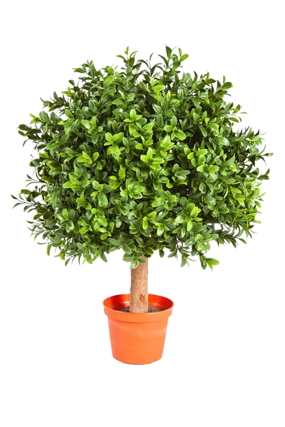 Künstlicher Buchsbaum - Rico, 40 cm, Kunstbaum von aplanta, mit Echtholzstamm, im schwarzen Topf, in Natur, für drinnen