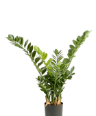 Künstliche Zamioculcas - Svea | 90 cm