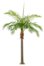 Künstliche Phoenixpalme - Saskia, 480 cm, Kunstbaum von aplanta, in Natur, für drinnen