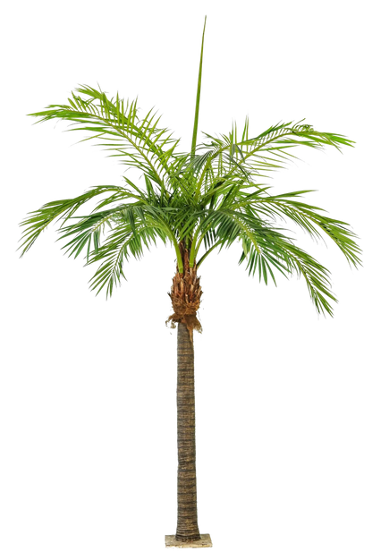 Künstliche Phoenixpalme - Saskia, 420 cm, Kunstbaum von aplanta, in Natur, für drinnen