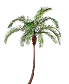 Hochwertige Kunstpalme auf transparentem Hintergrund mit echt wirkenden Kunstblättern in natürlicher Anordnung. Künstliche Phoenixpalme - Simon hat die Farbe Natur und ist 360 cm hoch. | aplanta Kunstpflanzen