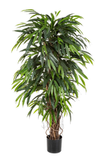 Künstliche Longifolia - Steven, 180 cm, Kunstbaum von aplanta, in Natur, für drinnen