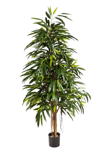 Künstliche Longifolia - Steffen, 210 cm, Kunstbaum von aplanta, in Natur, für drinnen