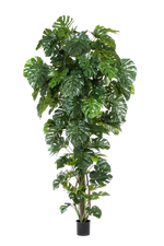 Hochwertige Monstera Kunstpflanze auf transparentem Hintergrund mit echt wirkenden Kunstblättern in natürlicher Anordnung. Künstliche Monstera - Chris hat die Farbe Natur und hat eine Höhe von 280 cm | aplanta Kunstpflanzen