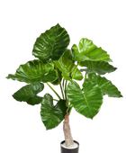 Künstliches Pfeilblatt - Petra auf transparentem Hintergrund mit echt wirkenden Kunstblättern in natürlicher Anordnung. Künstliches Pfeilblatt - Petra hat die Farbe Natur und ist 80 cm hoch. | aplanta Kunstpflanzen