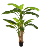 Künstlicher Bananenbaum - Pauline auf transparentem Hintergrund mit echt wirkenden Kunstblättern. Diese Kunstpflanze gehört zur Gattung/Familie der 