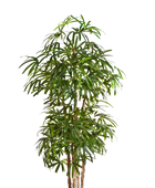 Künstliche Steckenpalme - Nela | 230 cm