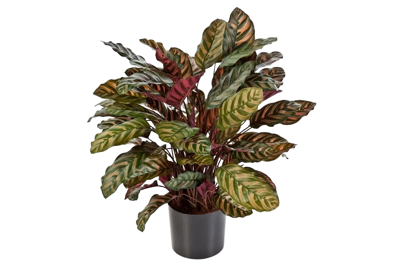 Künstliche Calathea - Sunrise auf transparentem Hintergrund mit echt wirkenden Kunstblättern in natürlicher Anordnung. Künstliche Calathea - Sunrise hat die Farbe Natur und ist 80 cm hoch. | aplanta Kunstpflanzen