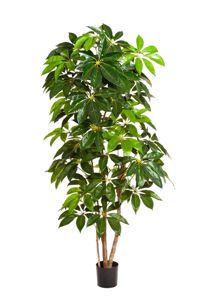 Künstlicher Schefflera Baum - Omar, 220 cm, Kunstbaum von aplanta, mit Echtholzstamm, in Natur, für drinnen