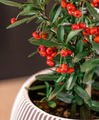 Gefäß Kugel Groove elfenbein I 18x15 cm