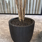 Künstlicher Ficus Retusa - Caelior, 180 cm, Kunstbaum von aplanta, mit Echtholzstamm, inkl. Startertopf, in Grün, für drinnen