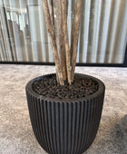 Künstlicher Ficus Retusa – Caelior | 180 cm