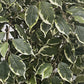 Künstlicher Ficus - Ravian, 120 cm, Kunstbaum von aplanta, mit Echtholzstamm, inkl. Startertopf, in Natur, für drinnen