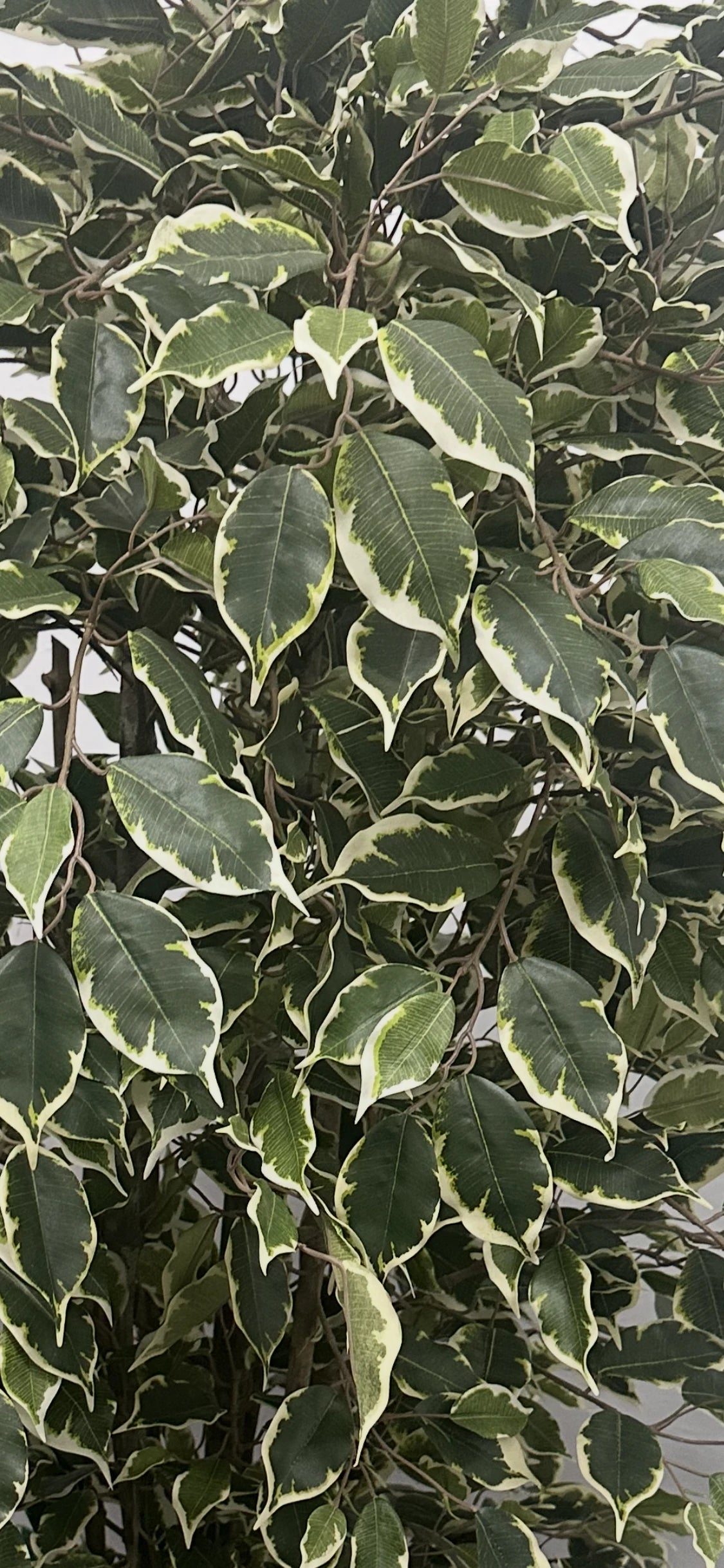 Künstlicher Ficus - Ravian, 120 cm, Kunstbaum von aplanta, mit Echtholzstamm, inkl. Startertopf, in Natur, für drinnen