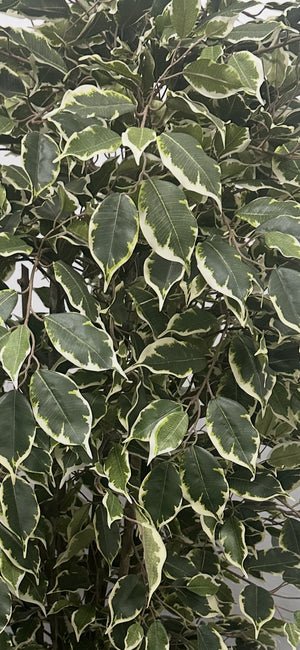 Künstlicher Ficus – Ravian | 120 cm