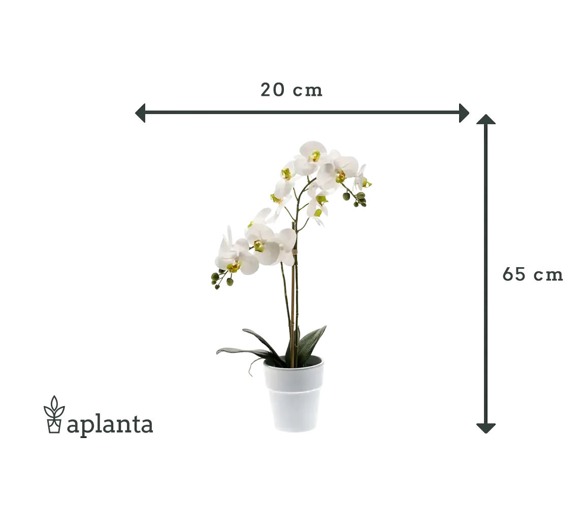 Künstliche Orchidee - Leonard | Real Touch | 65 cm