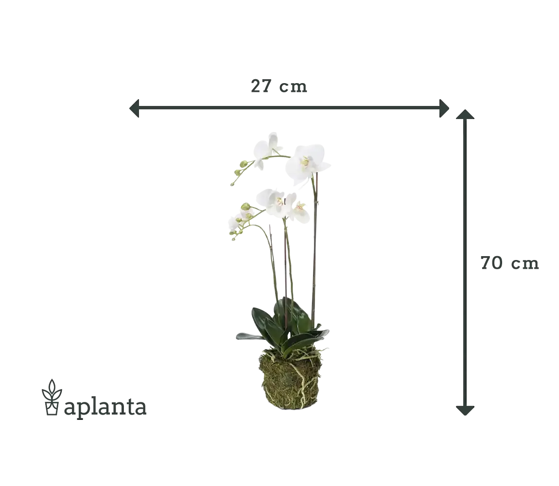 Künstliche Orchidee - Marie | 70 cm