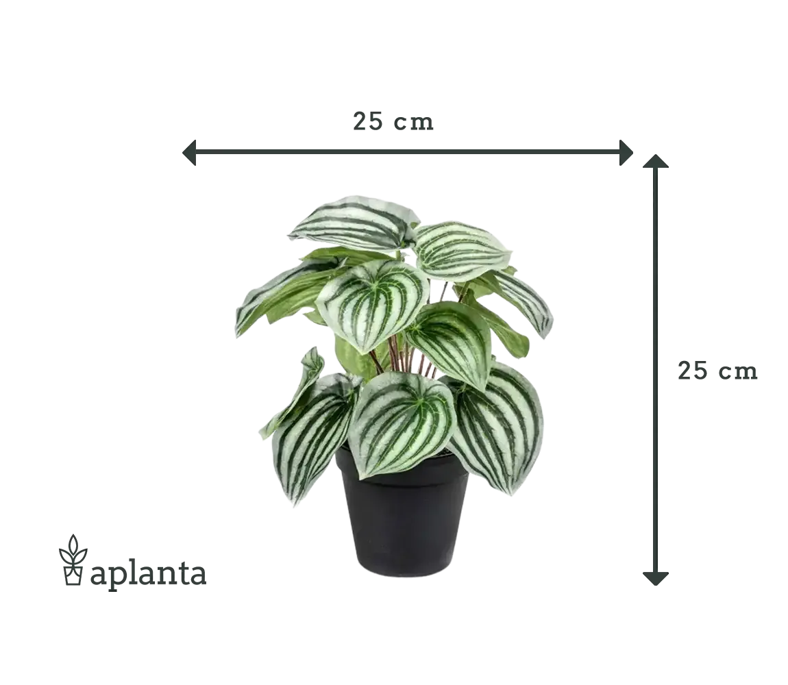 Künstliche Peperomia - Klara | 25 cm