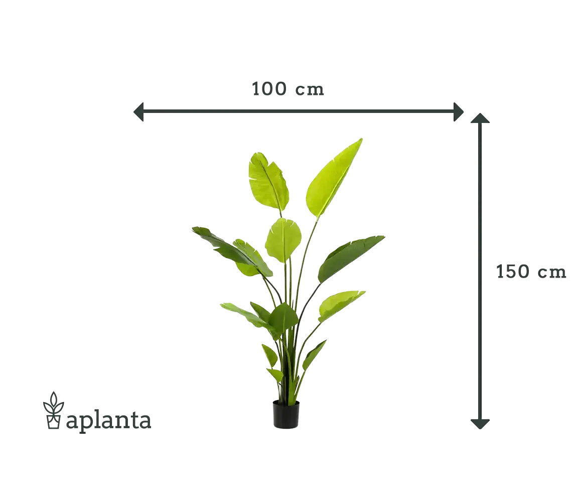 Künstliche Strelitzia - Colin | 150 cm