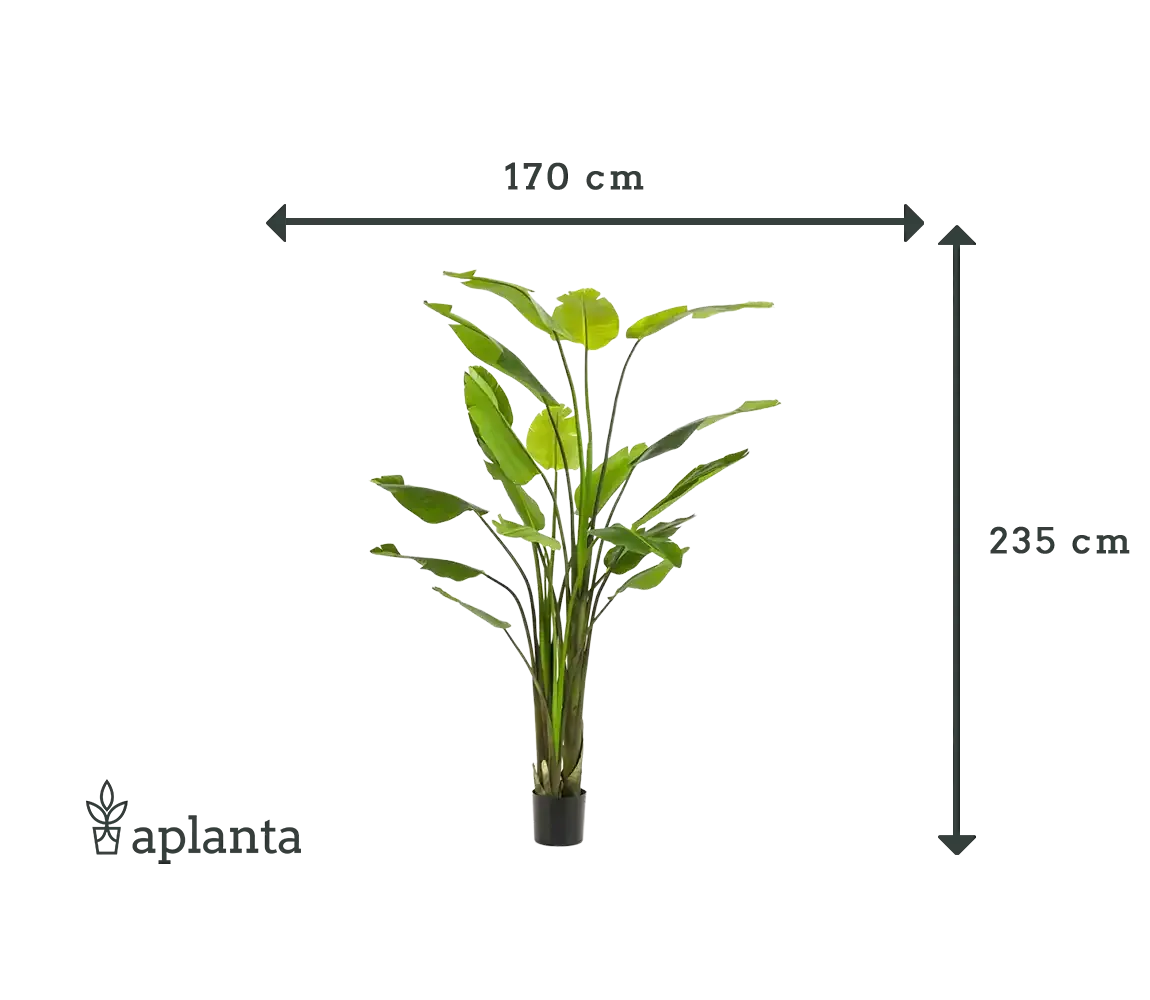 Künstliche Strelitzia - Colin | 235 cm