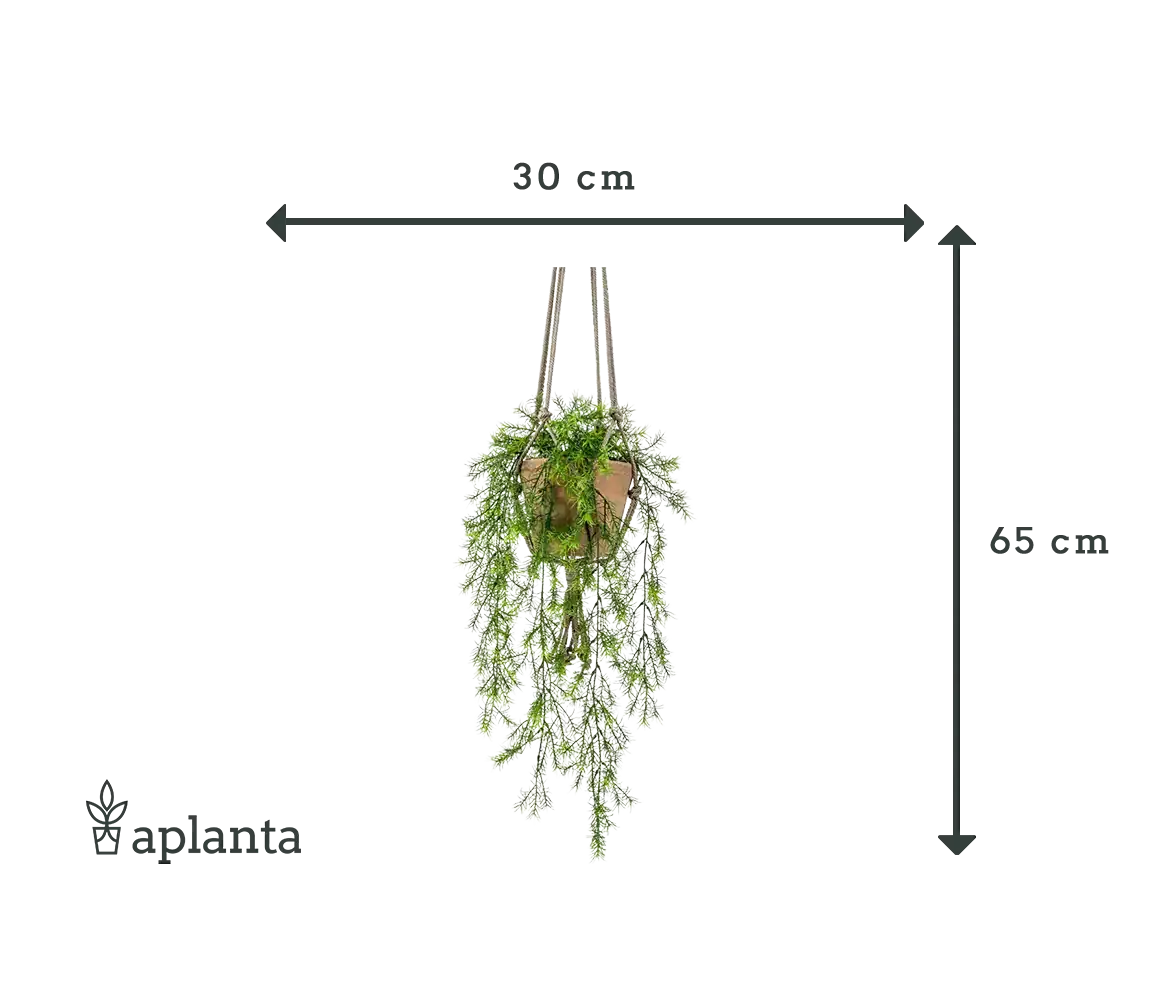 Künstlicher Hänge-Zierspargel - Klaas | 65 cm