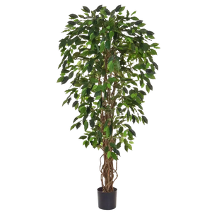 Künstlicher Ficus - Norbert | 150 cm