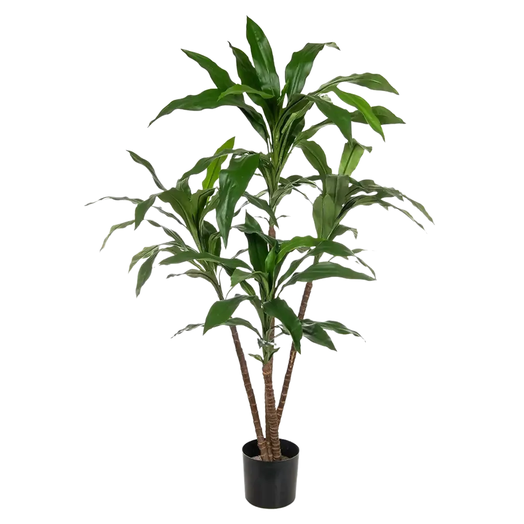 Künstliche Dracaena - Michel | 60 cm