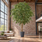 Künstlicher Ficusbaum - Satos | 500 cm