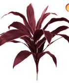 Künstliche Cordyline - Andrea | 62 cm