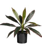 Künstliche Cordyline - Monti | 40 cm