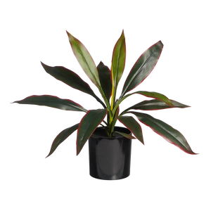 Künstliche Cordyline - Monti | 40 cm