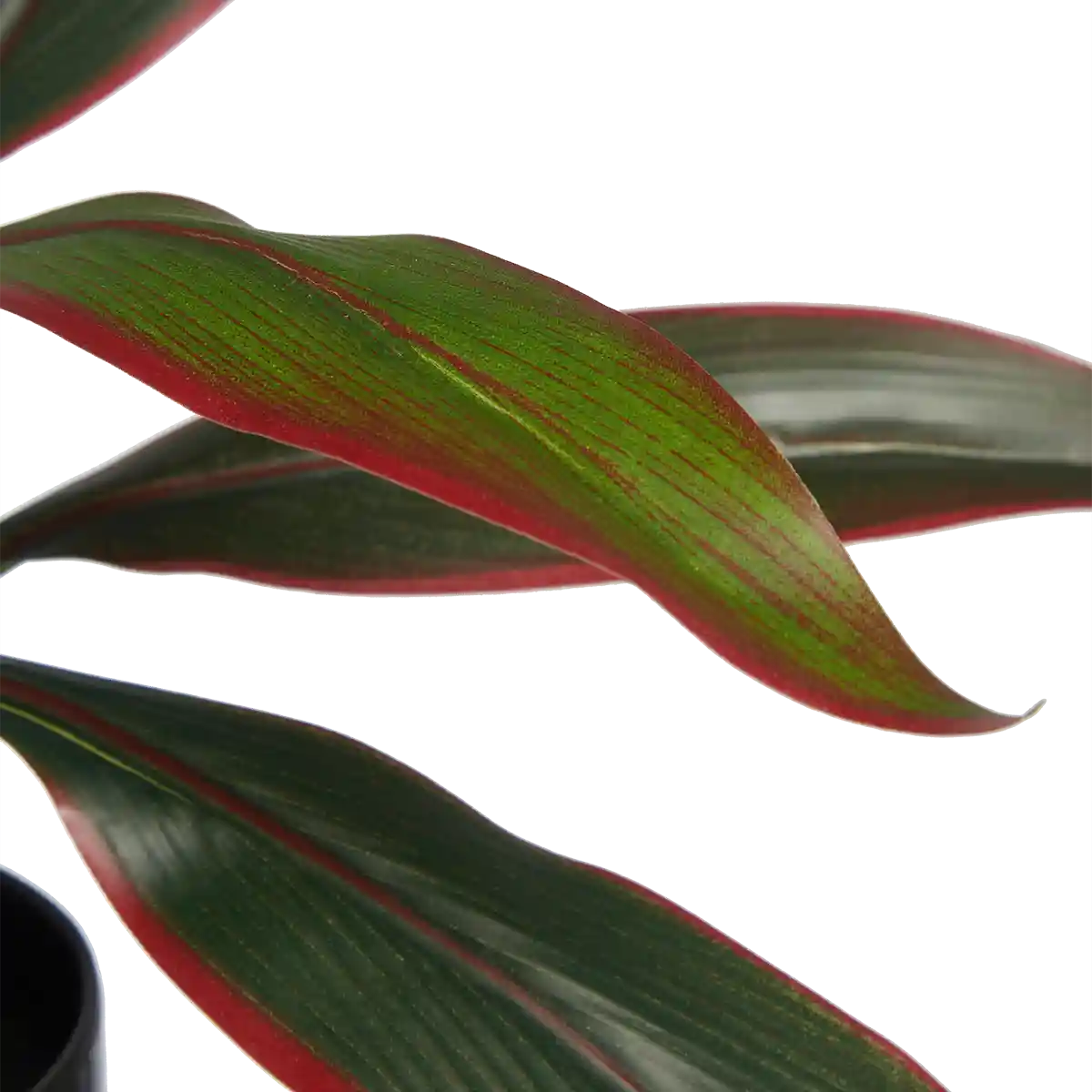 Künstliche Cordyline - Monti | 40 cm