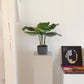 Calathea artificial - Mathilda | 50 cm