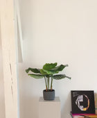 Calathea artificial - Mathilda | 50 cm