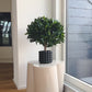 Laurel artificial - Rosa | 55 cm