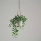 Künstlicher Hänge-Pothos – Cornelius | 80 cm