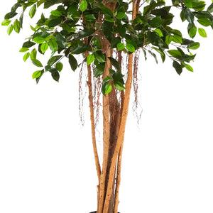 Ficus chino artificial - Konstantin | 180 cm