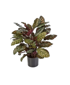 Künstliche Calathea - Emil auf transparentem Hintergrund mit echt wirkenden Kunstblättern in natürlicher Anordnung. Künstliche Calathea - Emil hat die Farbe Rot und ist 78 cm hoch. | aplanta Kunstpflanzen