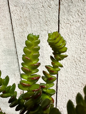 Künstliche Crassula - Hedi | 17 cm | Kunstpflanze von aplanta