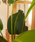 Strelitzia artificial - Josephine | 190 cm