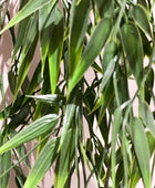 Künstlicher Hänge-Bambus - Natalie | 75 cm | Kunstpflanze von aplanta