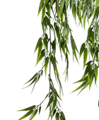 Künstlicher Hänge-Bambus - Natalie | 75 cm auf transparentem Hintergrund, als Ausschnitt fotografiert, damit die Details der Kunstpflanze bzw. des Kunstbaums noch deutlicher zu erkennen sind.