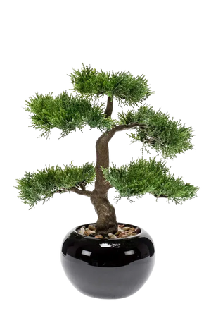 Hochwertiger Kunstbonsai auf transparentem Hintergrund mit echt wirkenden Kunstblättern in natürlicher Anordnung. Künstlicher Zeder Bonsai - Miyu hat die Farbe Natur und ist 32 cm hoch. | aplanta Kunstpflanzen