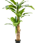 Künstlicher Bananenbaum - Can auf transparentem Hintergrund mit echt wirkenden Kunstblättern. Diese Kunstpflanze gehört zur Gattung/Familie der 