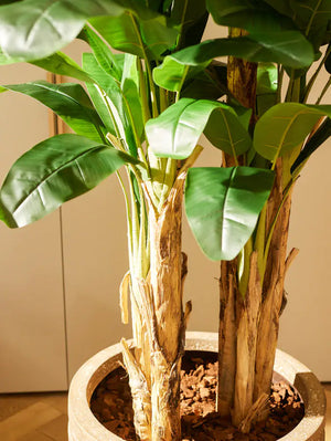 Orquideas Real Touch en tronco natural con follaje y hojas