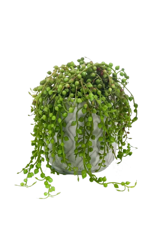 Künstliche Erbsenpflanze - Eric auf transparentem Hintergrund mit echt wirkenden Kunstblättern in natürlicher Anordnung. Künstliche Erbsenpflanze - Eric hat die Farbe Natur und ist 15 cm hoch. | aplanta Kunstpflanzen