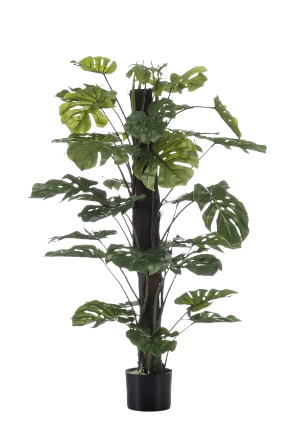 Hochwertige Monstera Kunstpflanze auf transparentem Hintergrund mit echt wirkenden Kunstblättern in natürlicher Anordnung. Künstliche Monstera am Stamm - Toni hat die Farbe Natur und hat eine Höhe von 210 cm | aplanta Kunstpflanzen