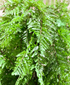 Künstlicher Hänge-Farn - Jolie | 35 cm | Kunstpflanze von aplanta