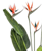Strelitzia artificial - Christian | 150 cm